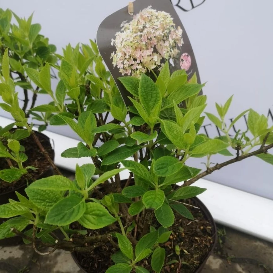 Hortensia Switch Ophelia. 