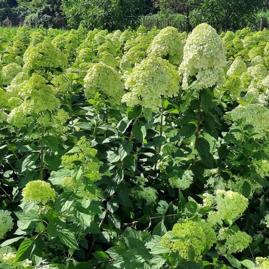 Hortensii Limelight înflorite. 