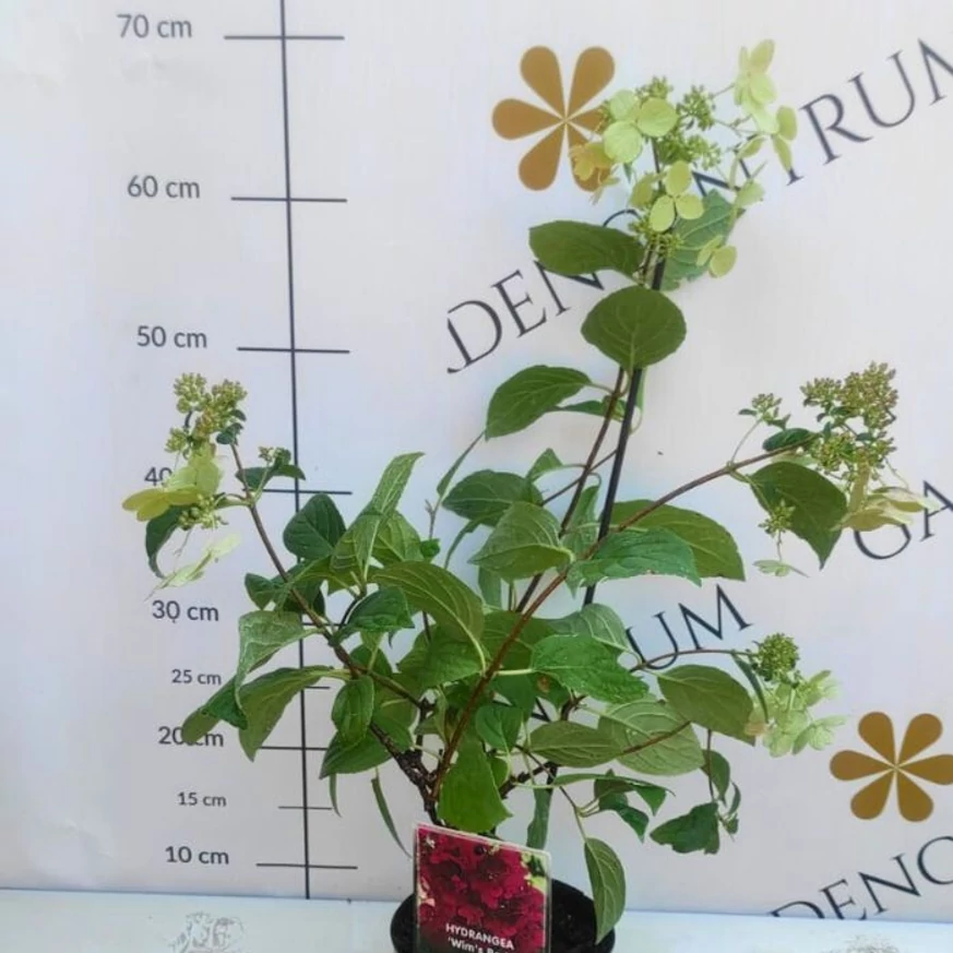 Hortensia Wim's Red în pepiniera noastră vara. 