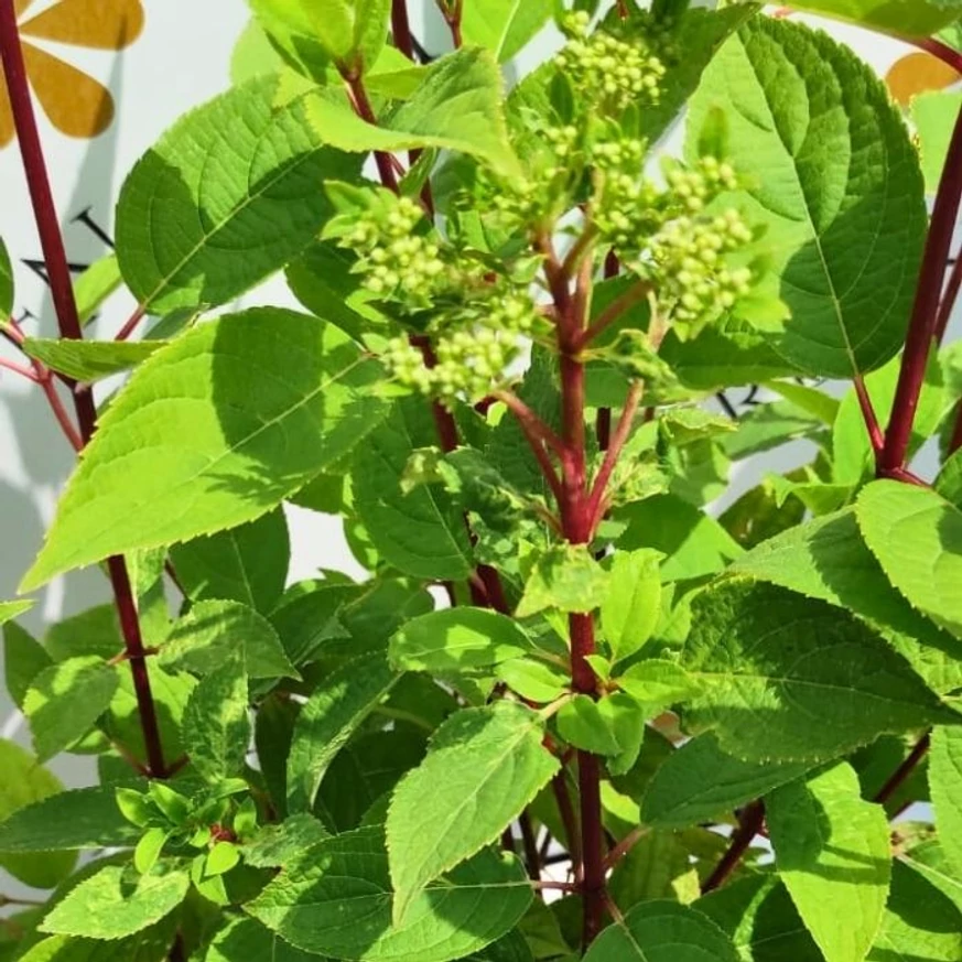 Hortensia Wim's Red în pepiniera noastră.