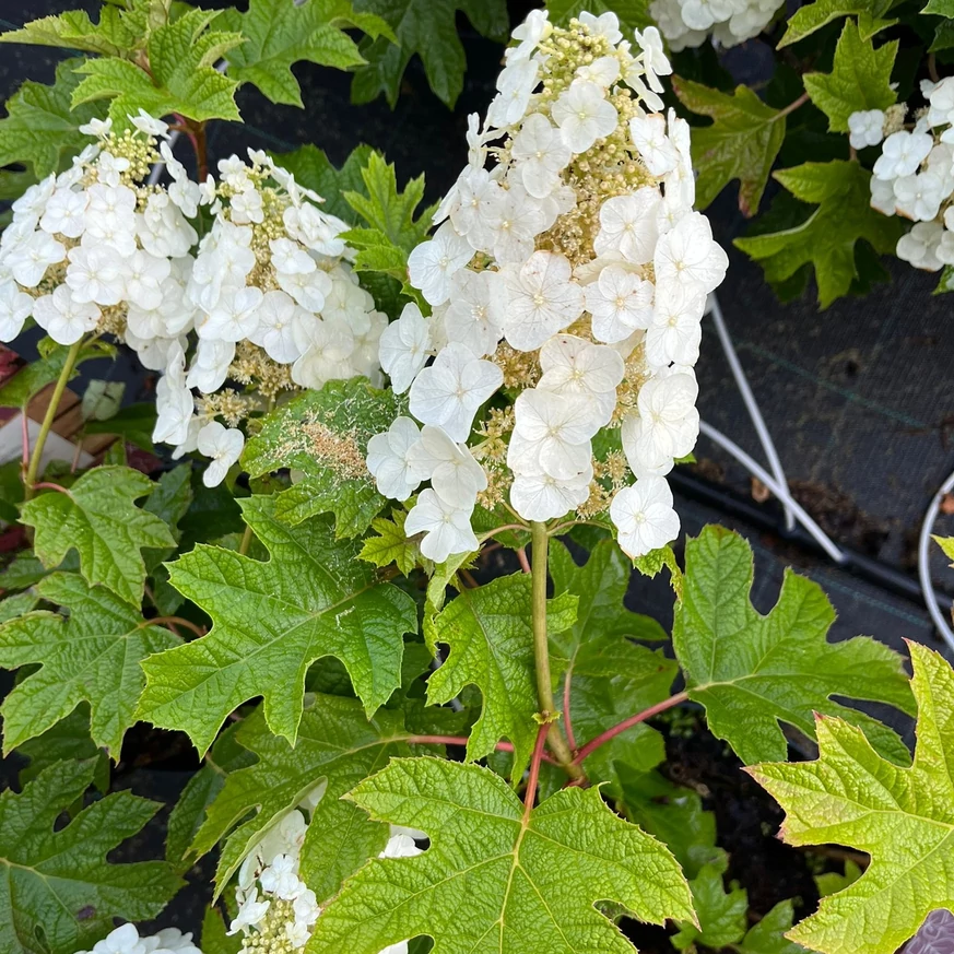 Hydrangea quercifolia Ruby Slippers - Hortensie cu frunze de stejar
