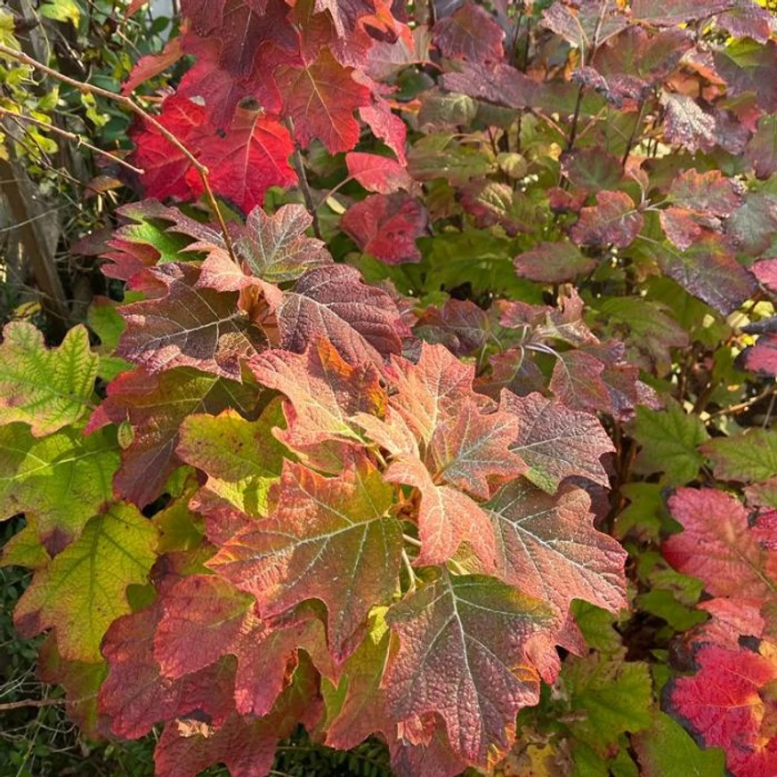 Hortensia cu frunze de stejar decorează cu o culoare minunată de tomană. 