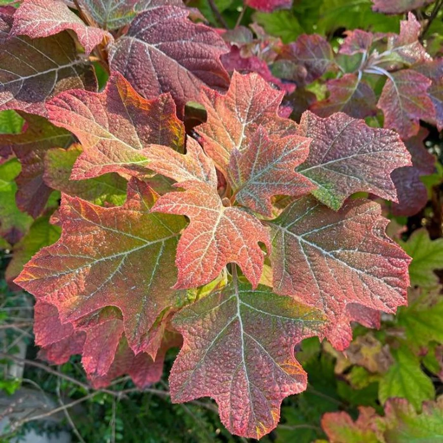 Colorarea frunzelor de tomană a hortensiei cu frunze de stejar. 