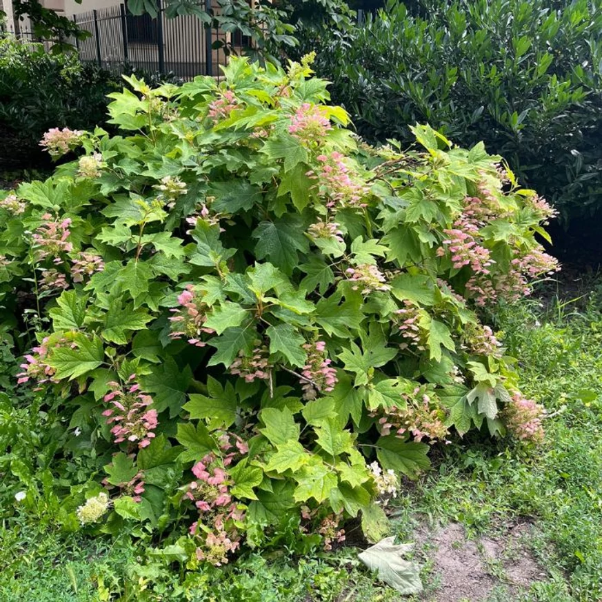 Aspectul hortensiei cu frunze de stejar.