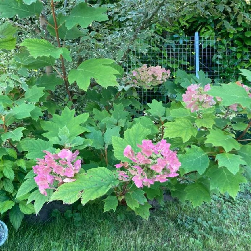 Hortensia cu frunze de stejar decorează frumos, plantat sub un abore sau arbușt mai mare. 