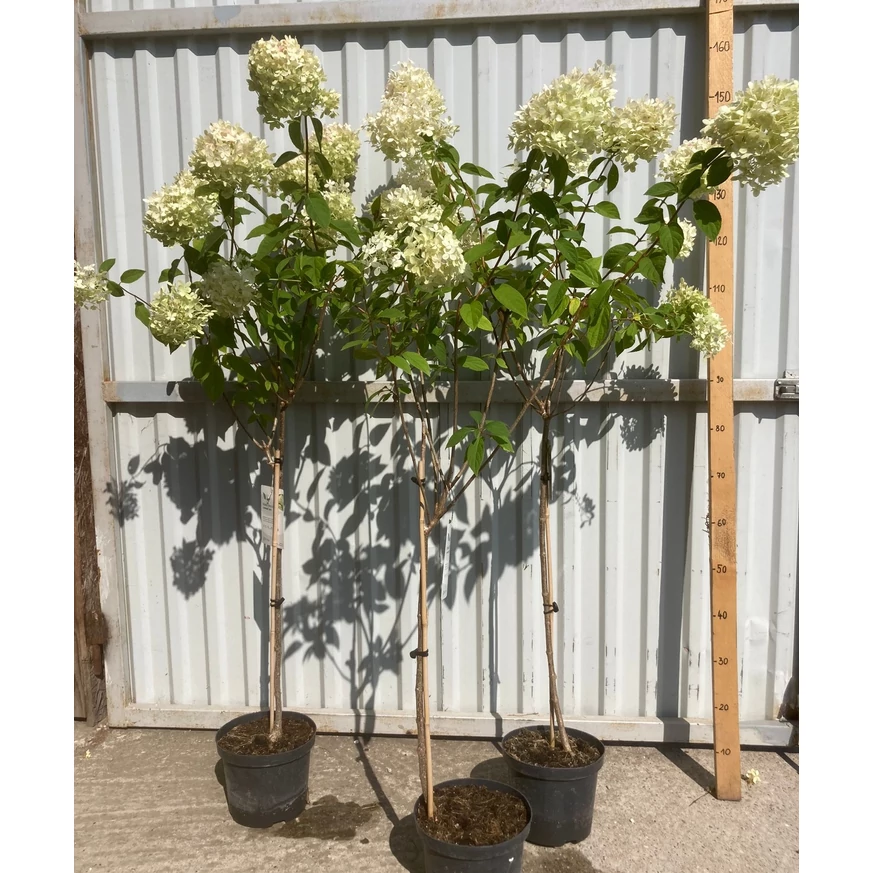 Hortensia Limelight decorează cu flori în formă de con. 