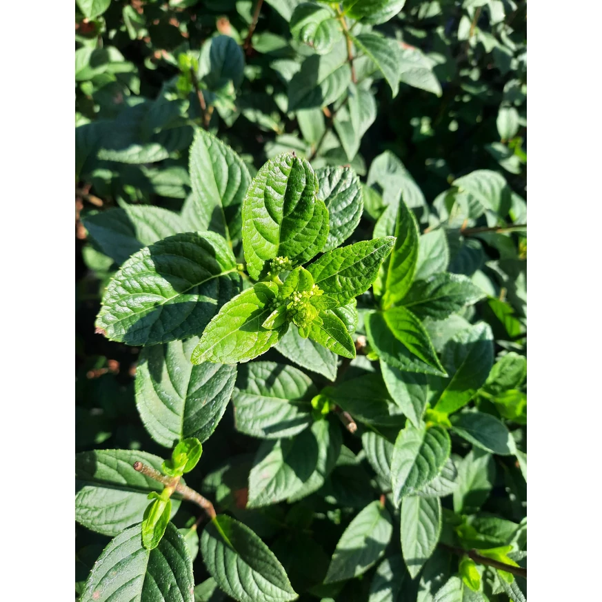 Hortensie Sundae Fraise compact, bine dezvoltat.