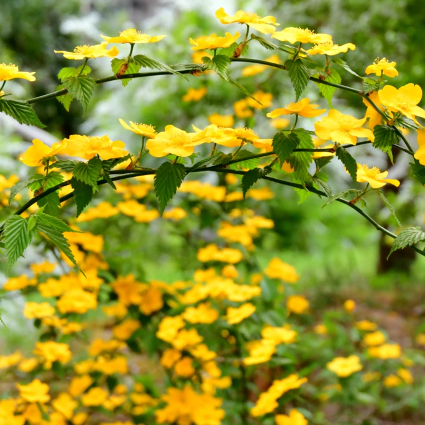 Kerria japonica Golden Guinea – Kerria japoneză.