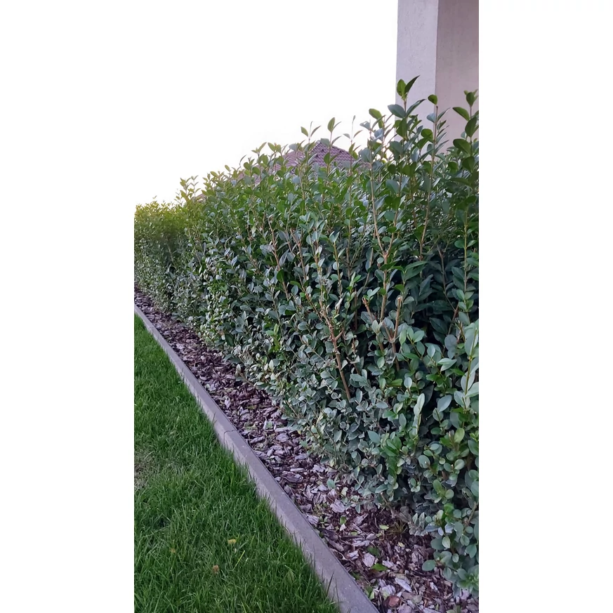 Gard viu din Ligustrum plantat lângă gazon.