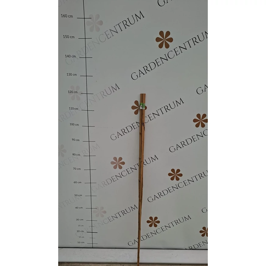 Tutori din bambus în pepiniera noastră. 