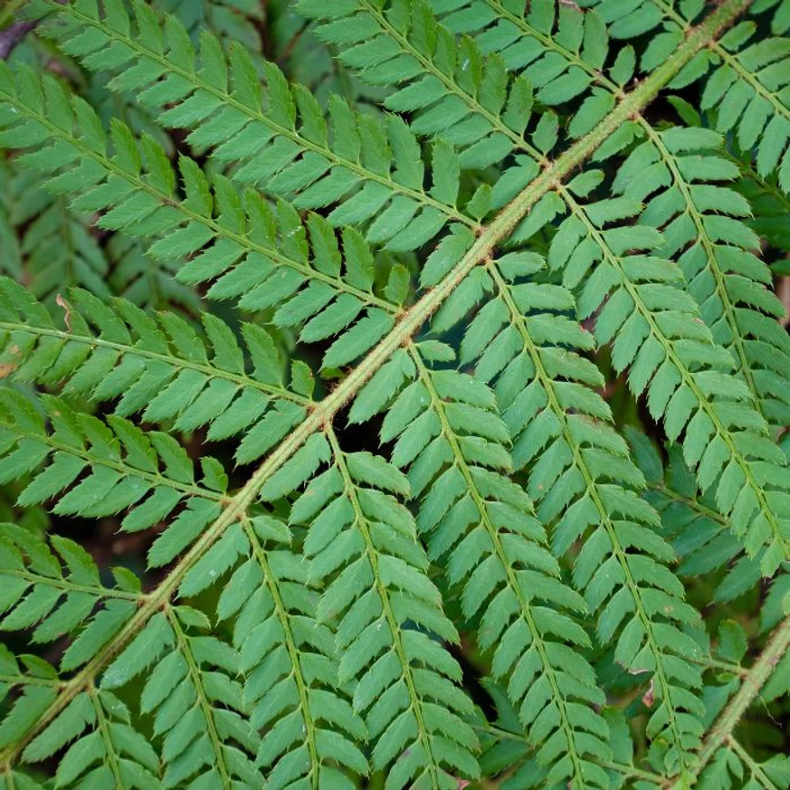 Polystichum sp - Feriga de grădină