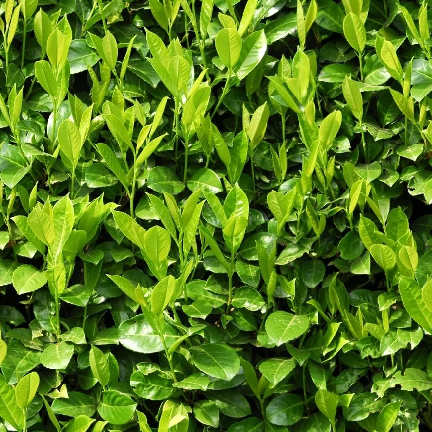 Frunzișul verde a gardului viu din laur englezesc Novita. 
