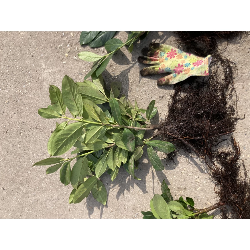 P laurocerasus Novita - Laur englezesc cu rădăcină liberă - 10 buc