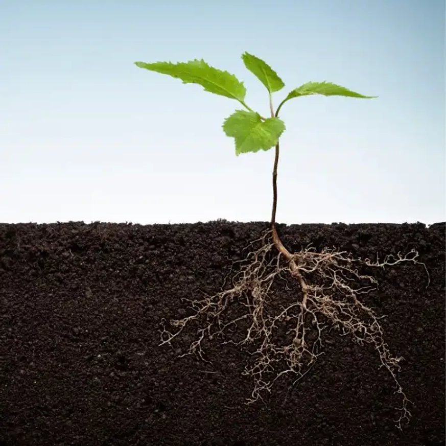 Micoriza formează o legătură cu rădăcinile plantelor, sprijinind dezvoltarea acestora.