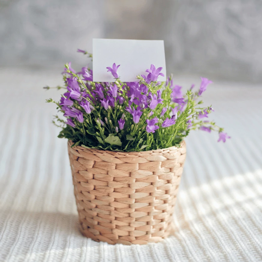 Campanula carpatica - Clopoțel carpatin albastru