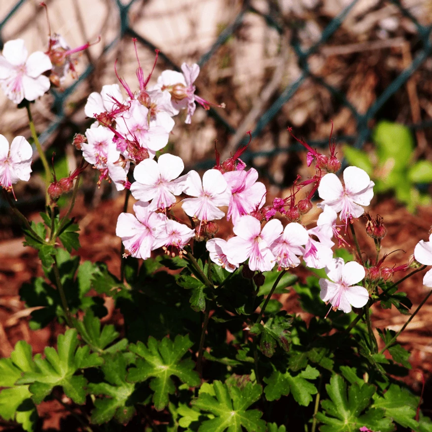 Florile de Geranium Biokovo sunt albe cu stamine roz