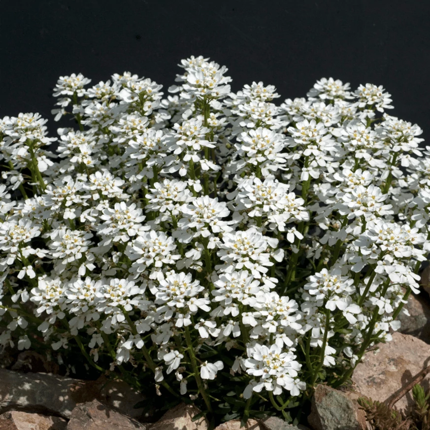 Iberis sempervirens înflorește primăvara. 