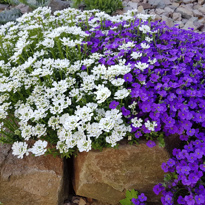 Lilicelul decorează minunat împreună cu Aubrieta. 