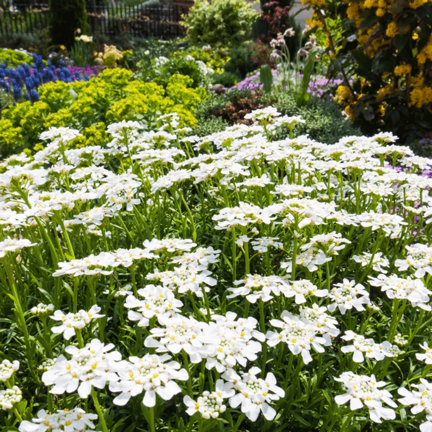 Iberis sempervirens înflorit într-un strat de flori. 