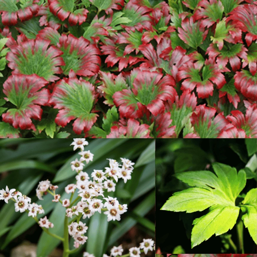 Mukdenia rossii Crimson Fans