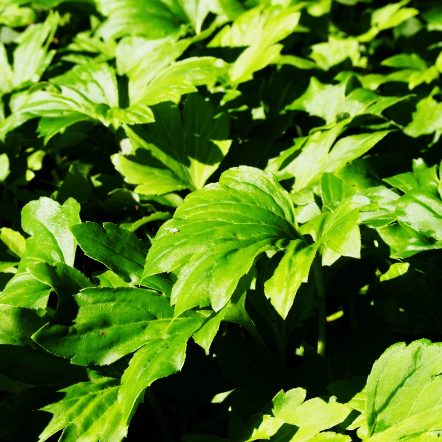 Mukdenia rossii Crimson Fans