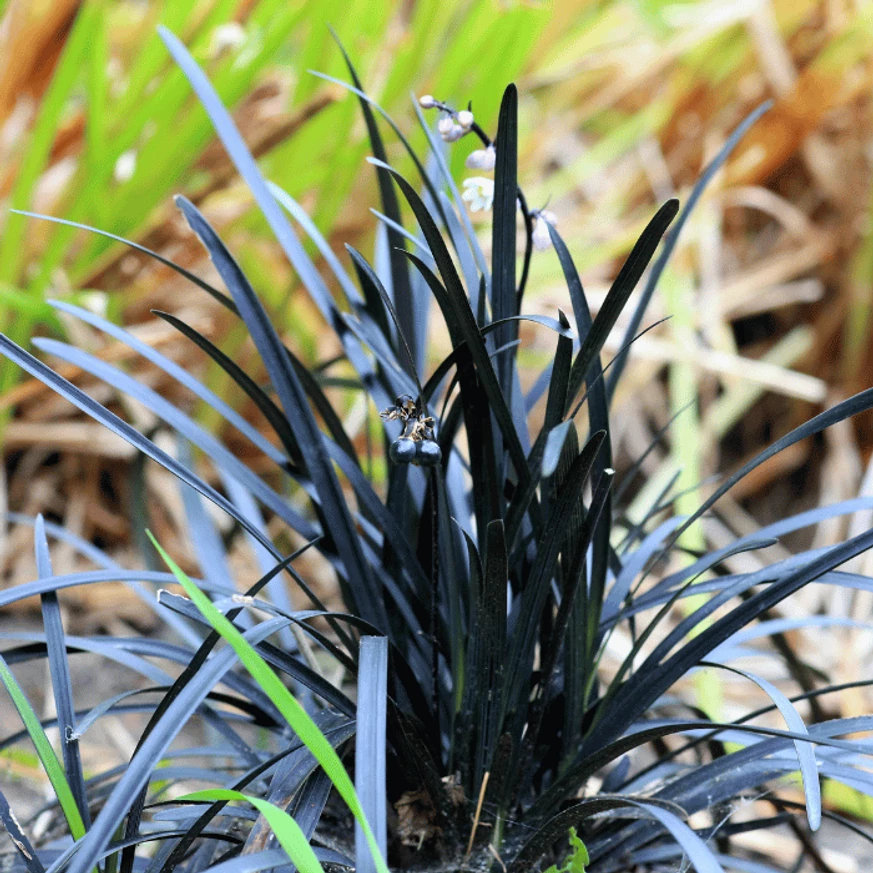 Ophiopogon planiscapus Niger P9 - Barba șarpelui
