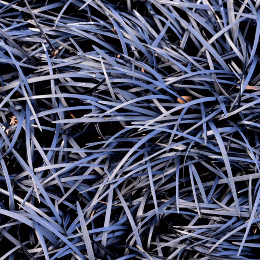 Ophiopogon planiscapus Niger P9 - Barba șarpelui