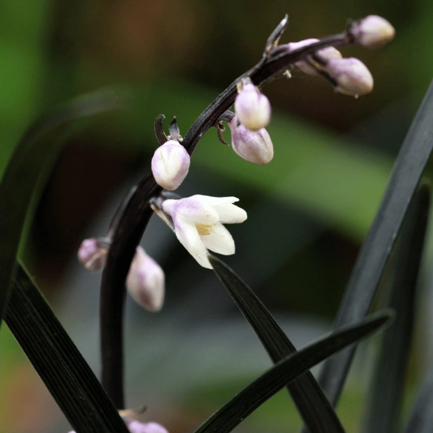 Ophiopogon planiscapus Niger P9 - Barba șarpelui