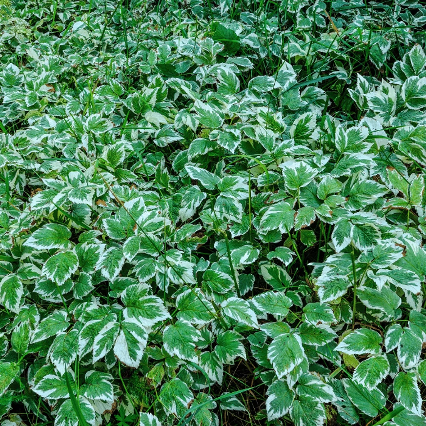 Frunzele plantei piciorul caprei au o margine albă. 