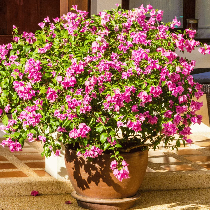 Florile de Bougainvillea sunt de lungă durată, rezistente la secetă