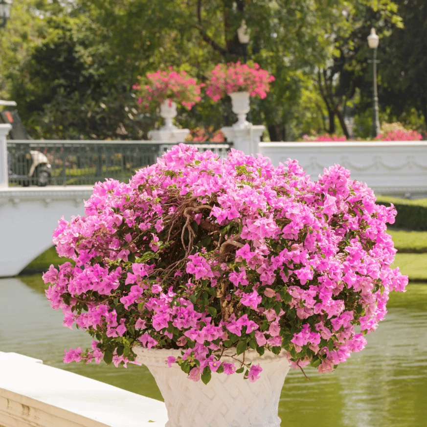 Florile de Bougainvillea acoperă întreaga plantă.
