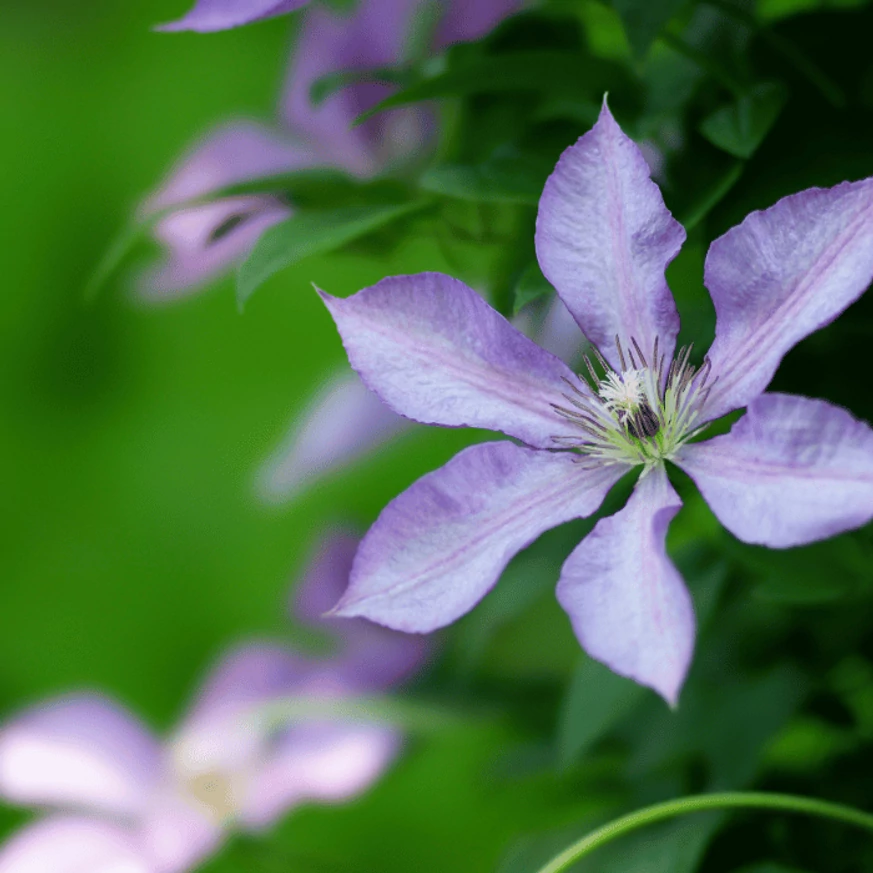 Clematită Justa cu flori de culoare albastru pastel. 