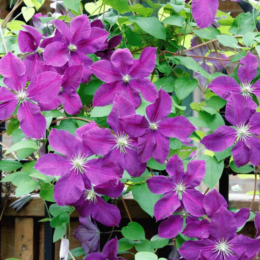 Clematis viticella cu flori mov. 