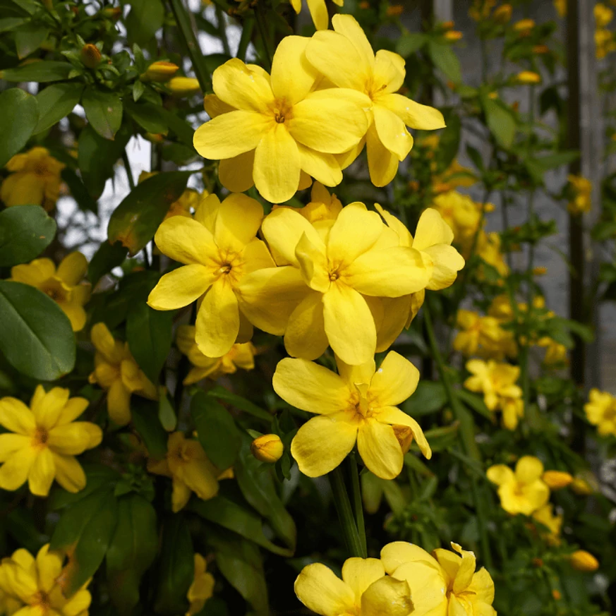 Jasminum nudiflorum are flori galbene. 