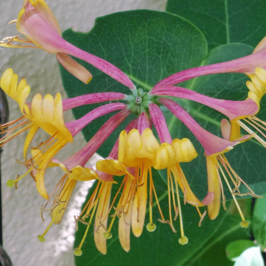 Lonicera heckrottii Goldflame minunat. 