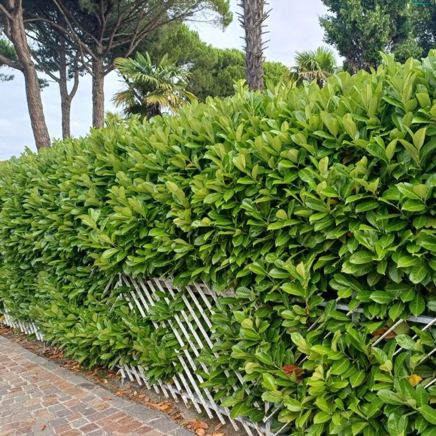 Prunus laurocerasus Novita – Laur englezesc Novita K7,5