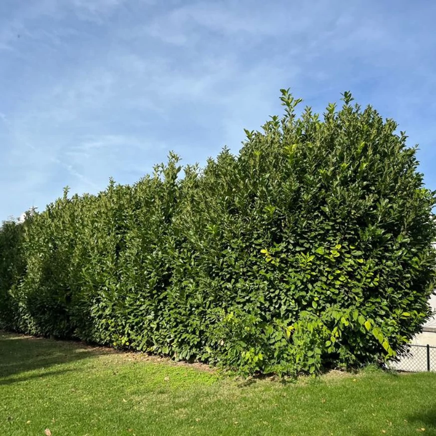 Aspectul final al unui gard viu din Prunus laurocerasus.