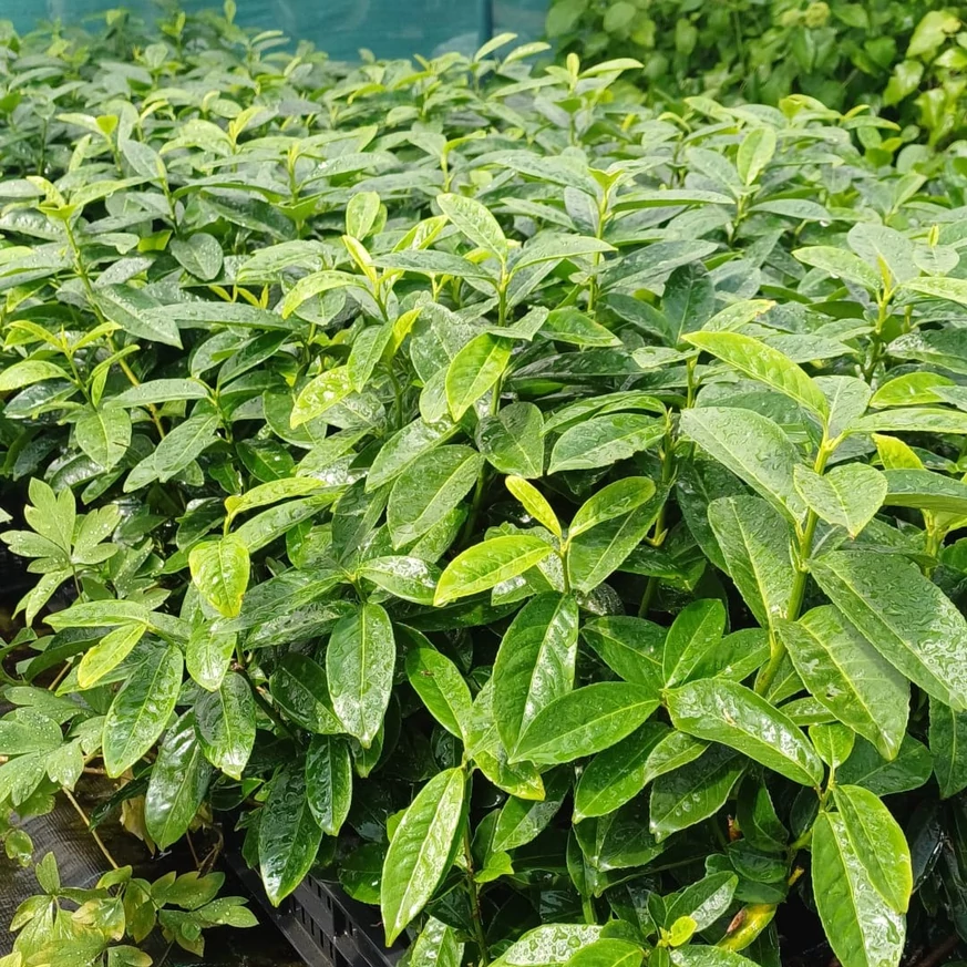 Frunzișul sănătos și bogat al plantelor de Prunus laurocerasus Genolia la sfârșitul lunii mai.