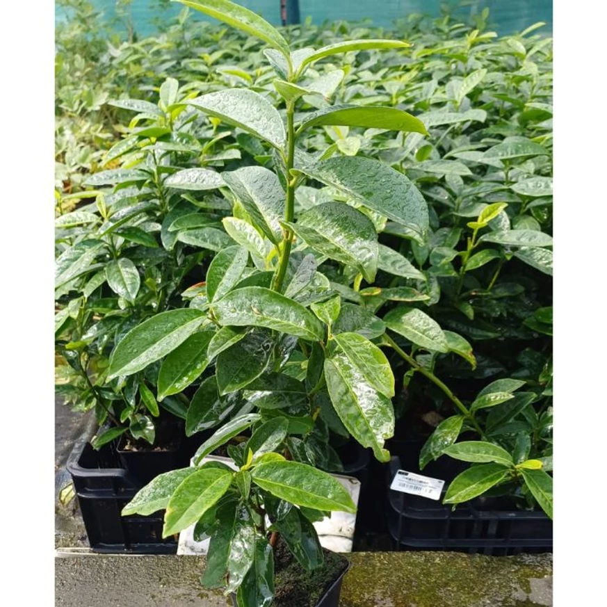 Plante viguroase și bine dezvoltate de laur englezesc columnar Genolia, disponibile în ghivece de 9 cm în pepiniera noastră.