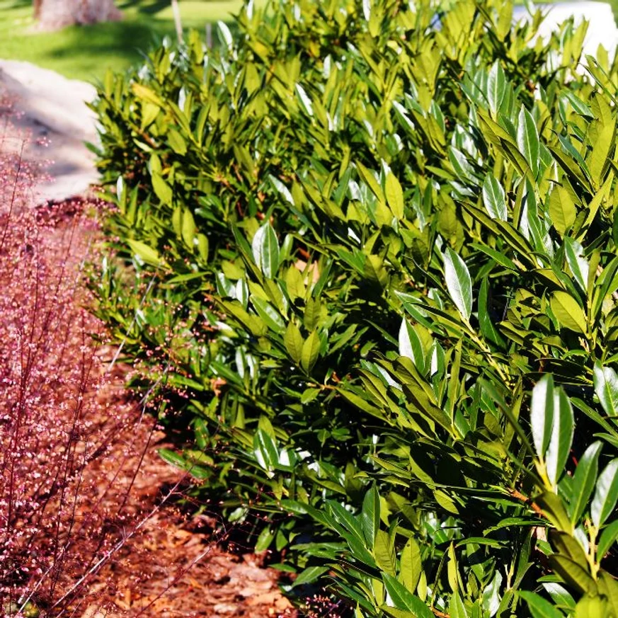 Prunus laurocerasus Manó cu creștere compactă și formă rotunjită. 
