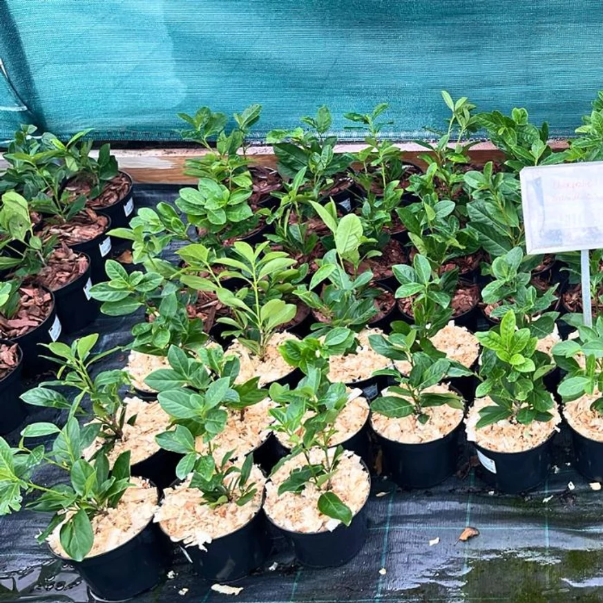 Laurii Novita, recent replantate în ghivece, pregătite pentru a fi achiziționate.