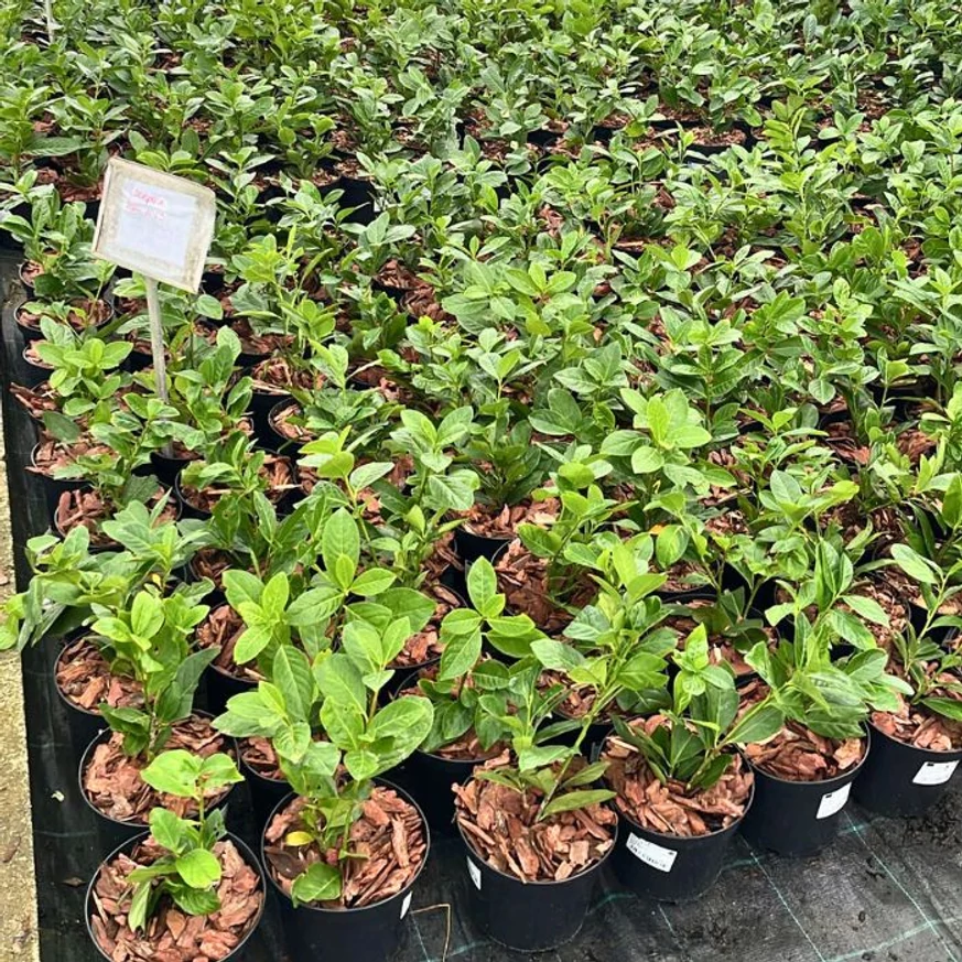 Aspectul plantelor noastre de laur englezesc Novita, proaspăt replantate în ghivece, la sfârșitul lunii noiembrie.