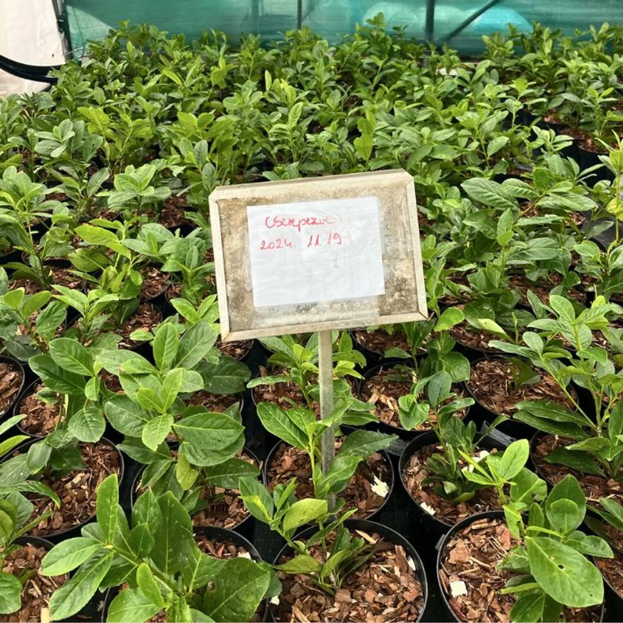 Plantele noastre de laur Novita, puternice și sănătoase, replantate în ghiveci în noiembrie.