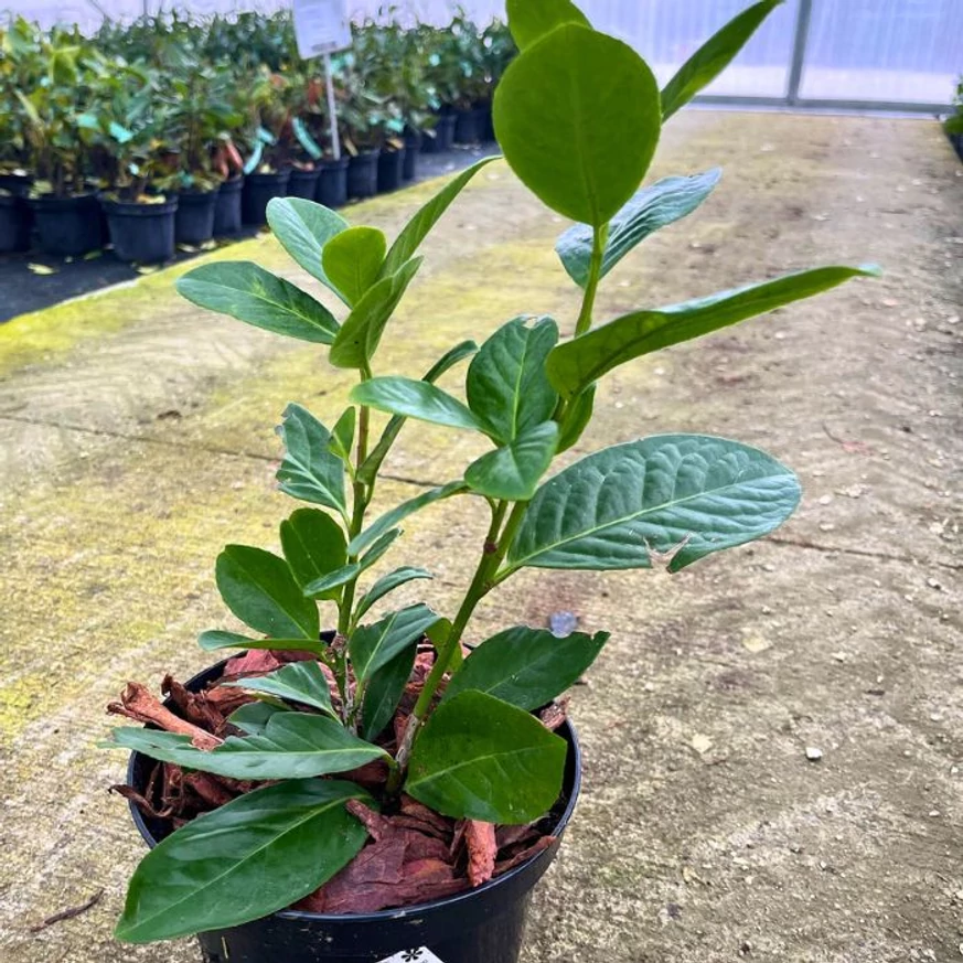 Aspectul plantei noastre Prunus laurocerasus Novita, proaspăt replantată în ghiveci, la sfârșitul lunii noiembrie.