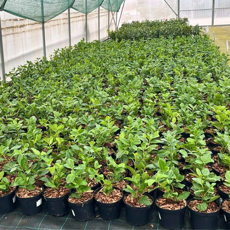 Tufe sănătoase și viguroase de Prunus laurocerasus Novita, proaspăt replantate în ghiveci, la sfârșitul lunii noiembrie.