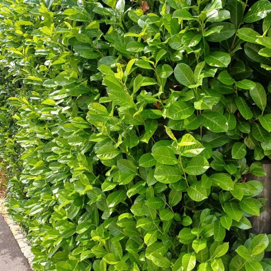 Gard viu de Prunus laurocerasus Novita cu frunziș lucios, uniform și veșnic verde.