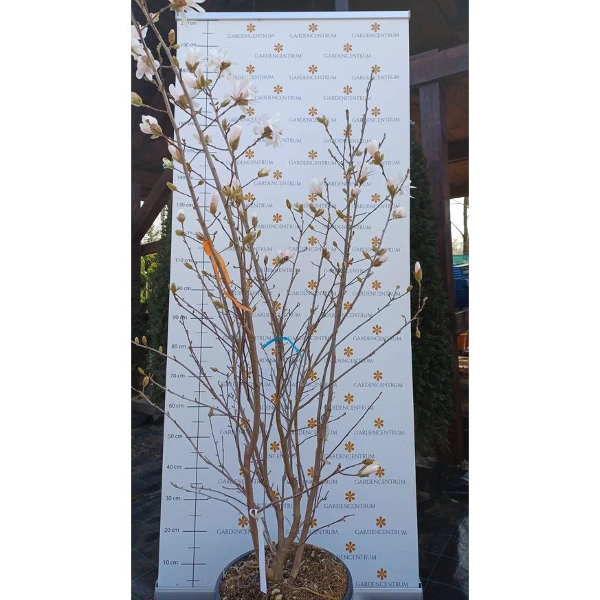 Magnolia x soulangeana în luna martie în pepiniera noastră. 