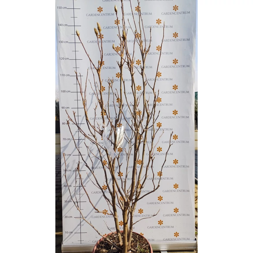 Magnolie Susan, în luna martie în pepiniera noastră. 