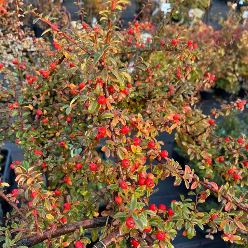 Cotoneaster cu trunchi înalt în luna octombrie în pepiniera noastră.