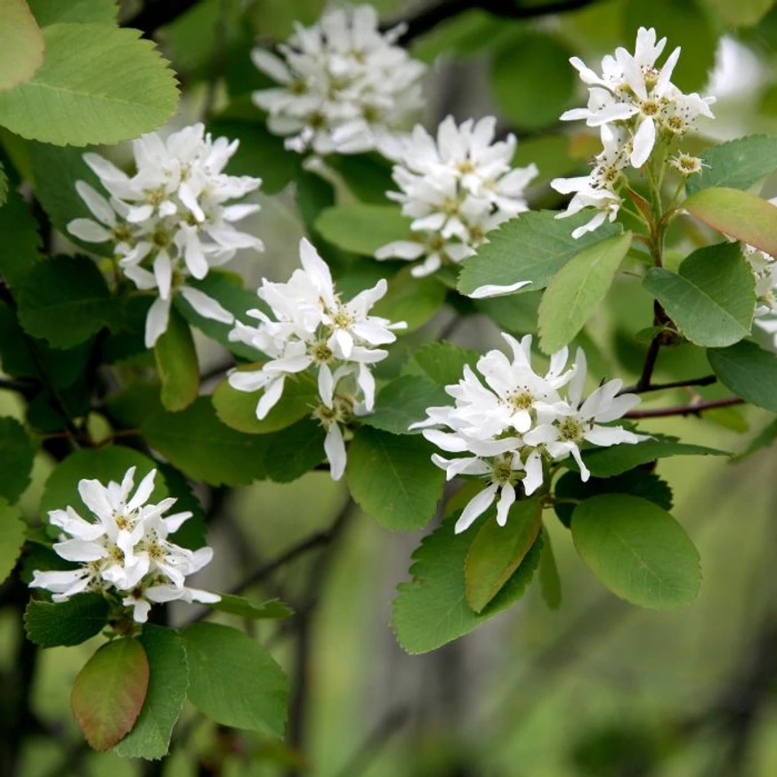Amelanchier alnifolia C2 - Afin canadian